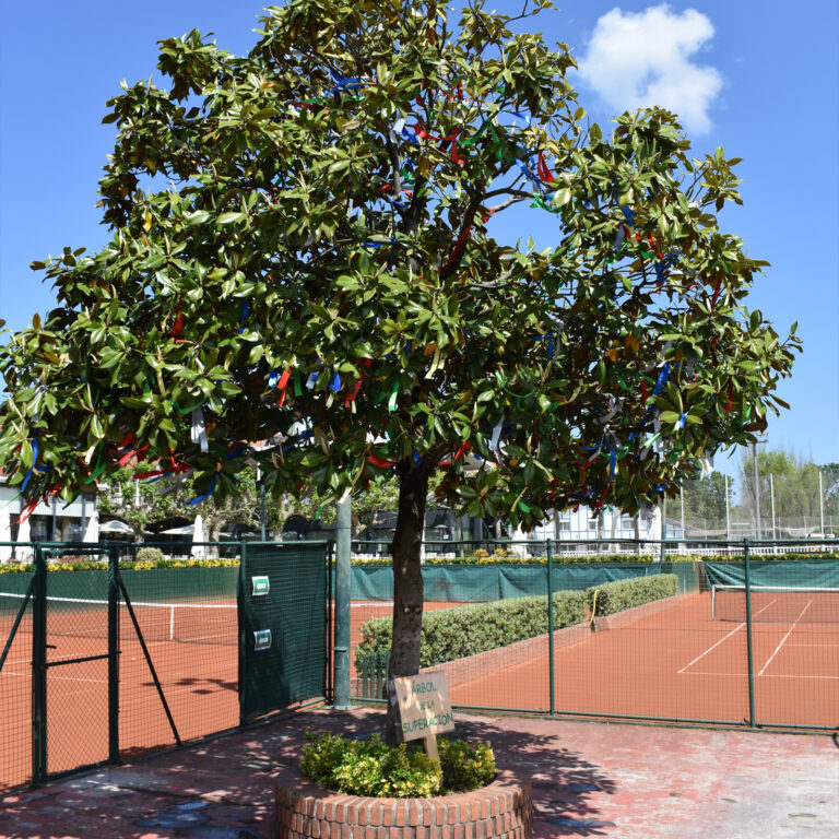 SOCIAL ARBOL SUPERACION